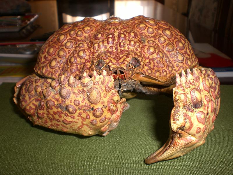 calappa japonica T.F. coll. cheliped.jpg